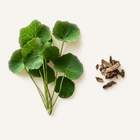 Fresh green leaves and dried roots on a white background