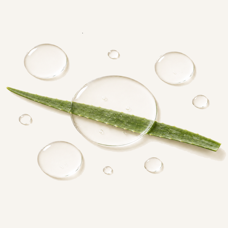 Aloe vera leaf under a magnifying glass with water droplets on a white background